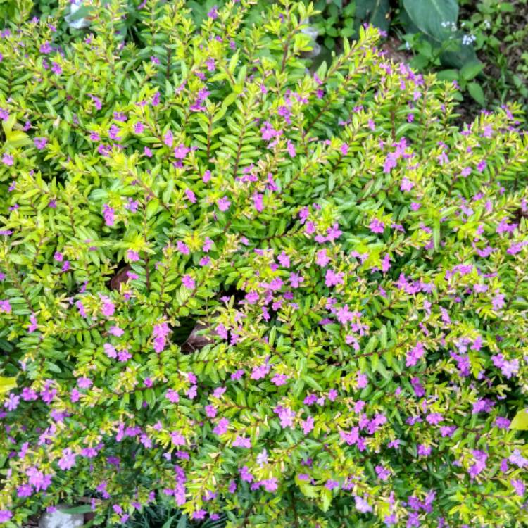 Plant image Cuphea hyssopifolia 'Allyson'