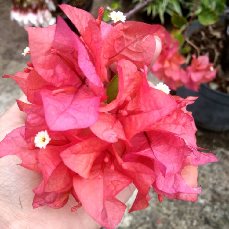 Plant image Bougainvillea spectabilis