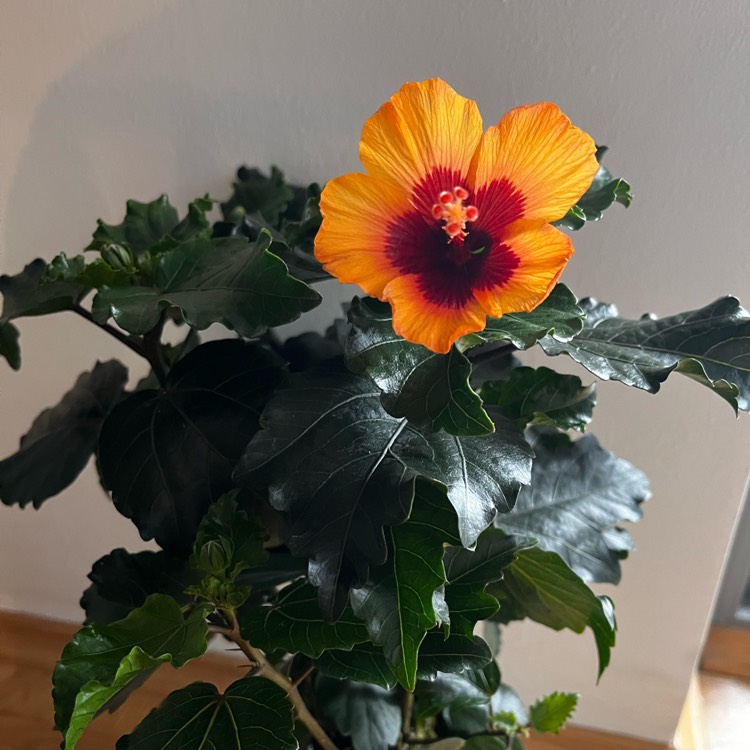 plant image 1664325