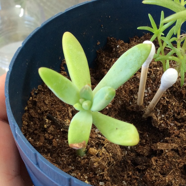 Plant image Sedum Corynephyllum