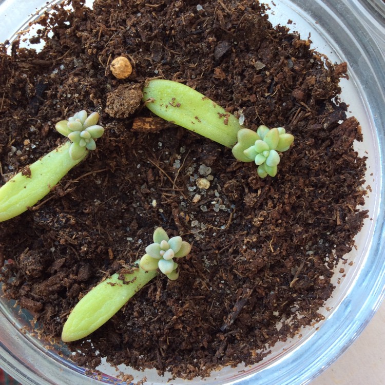 Plant image Sedum Corynephyllum