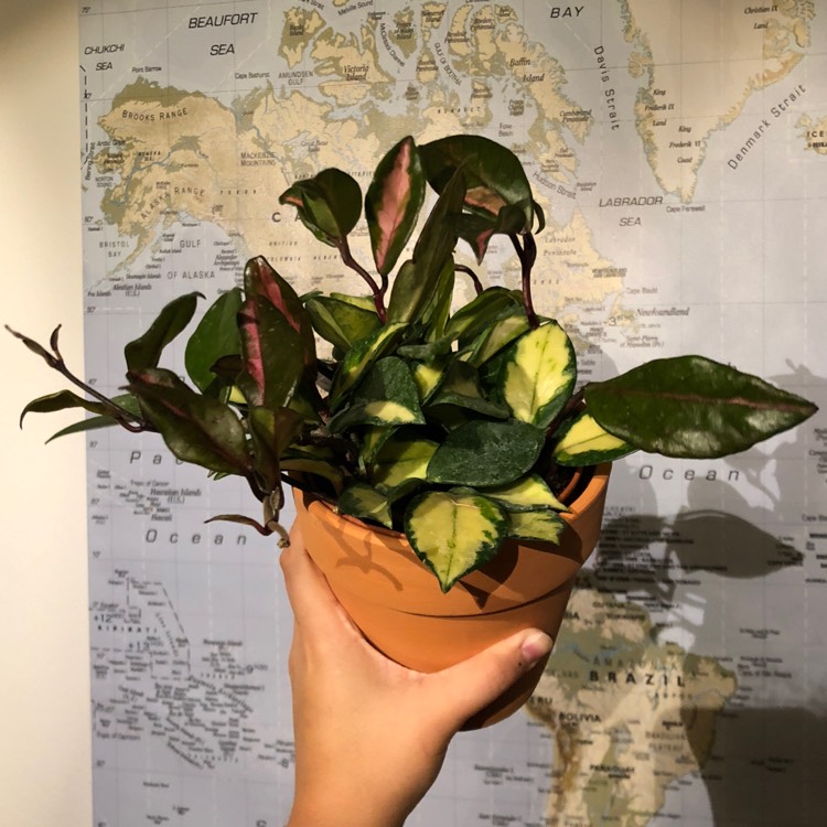 Plant image Hoya Carnosa 'Tricolor'