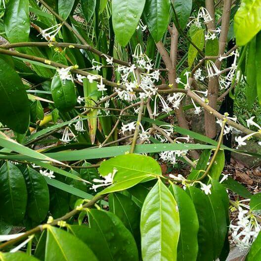 Plant image Phaleria Clerodendron