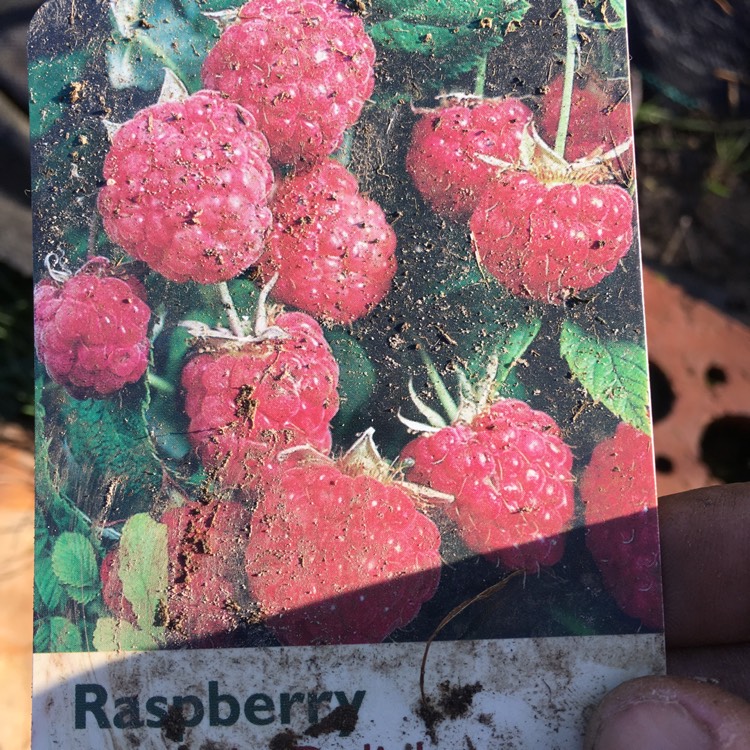 Plant image Rubus Idaeus 'Cascade Delight'