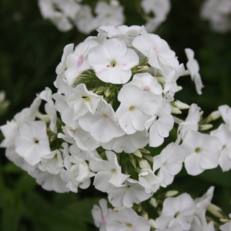 plant image 471117
