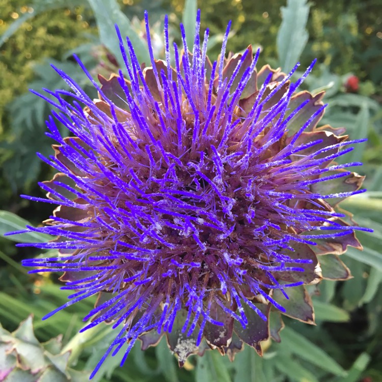 Plant image Cynara Scolymus 'Herrgårds'