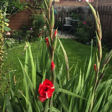 Gladiolus