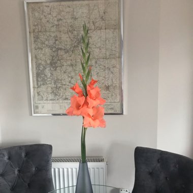 Gladiolus