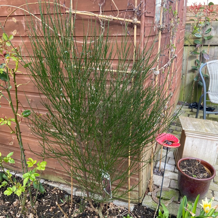 plant image 1245760