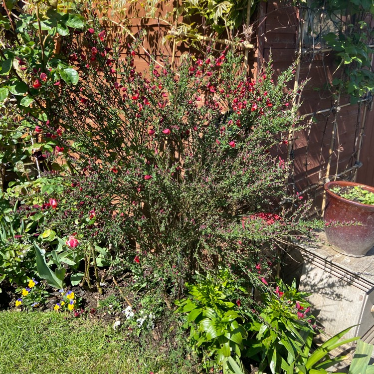 plant image 1281489