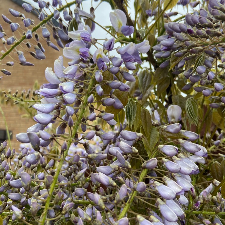 plant image 1282841 plant image 1282841