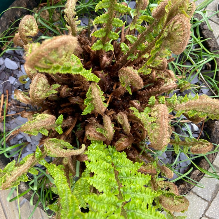 plant image 1282842 plant image 1282842