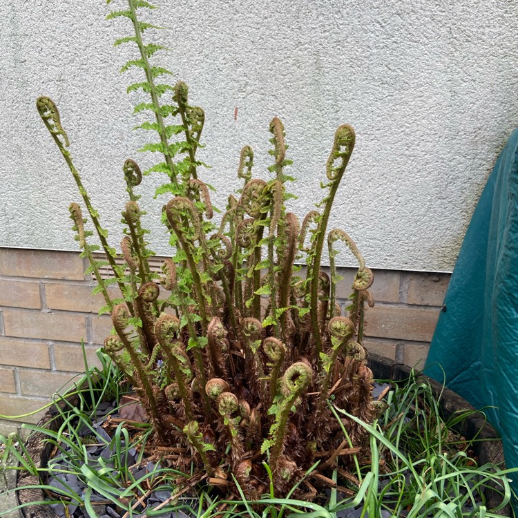 plant image 1282844 plant image 1282844