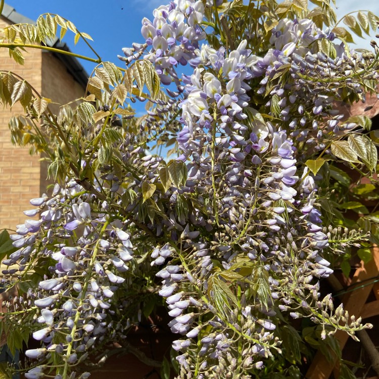plant image 1285790 plant image 1285790