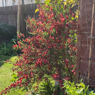 Cytisus 'Killiney Red'