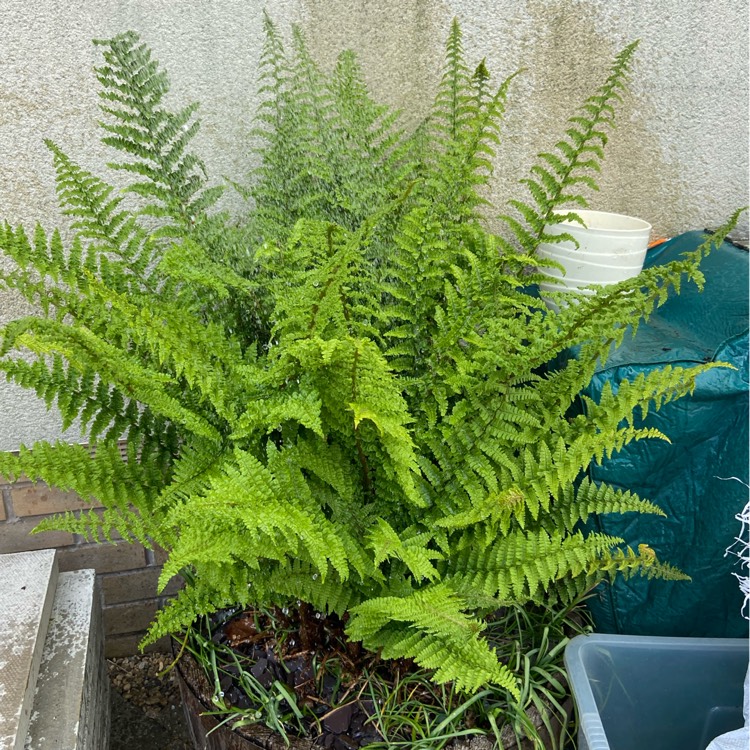plant image 1303139 plant image 1303139