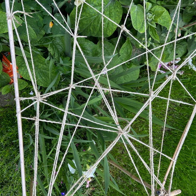 plant image 1334971 plant image 1334971