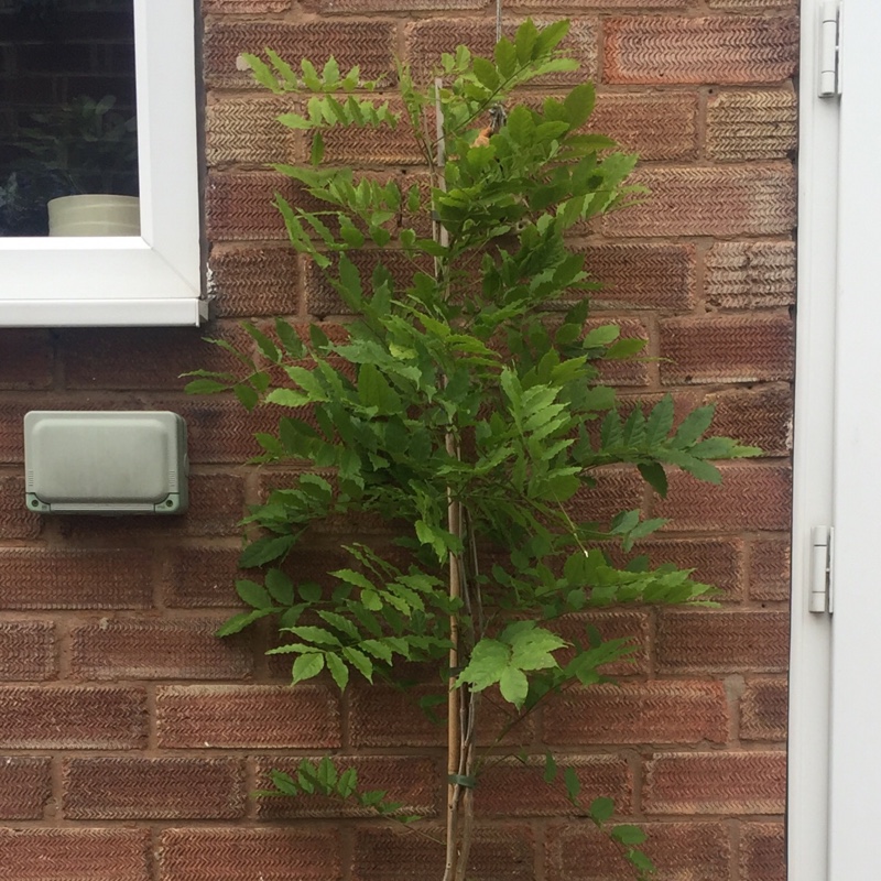 plant image 133778 plant image 133778