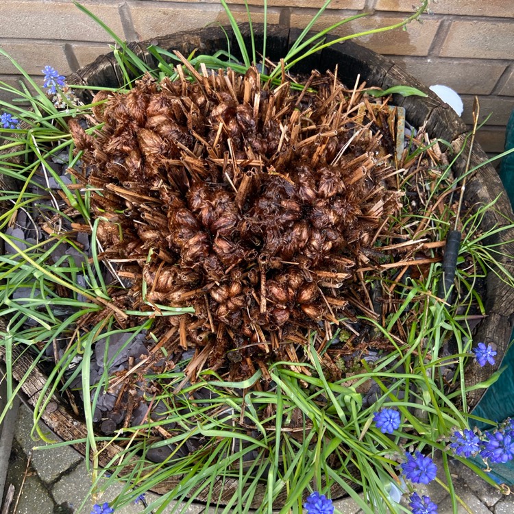 plant image 1472449 plant image 1472449