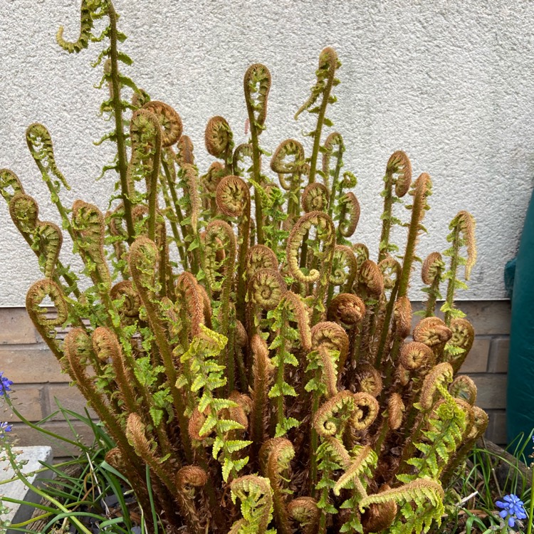 plant image 1478942 plant image 1478942