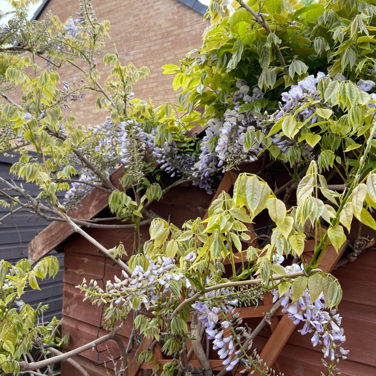 plant image 1478943 plant image 1478943