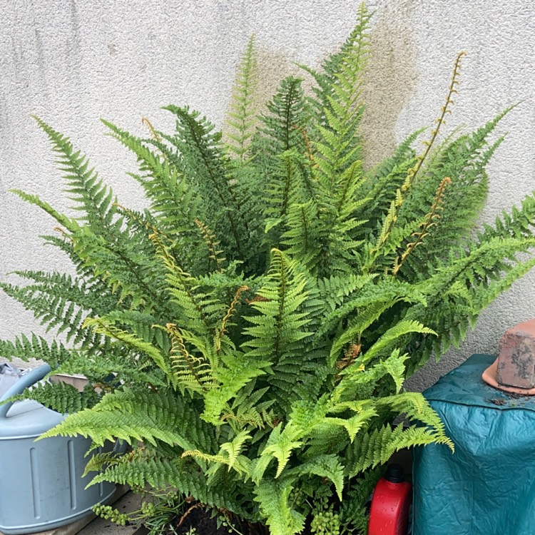 plant image 1492759 plant image 1492759