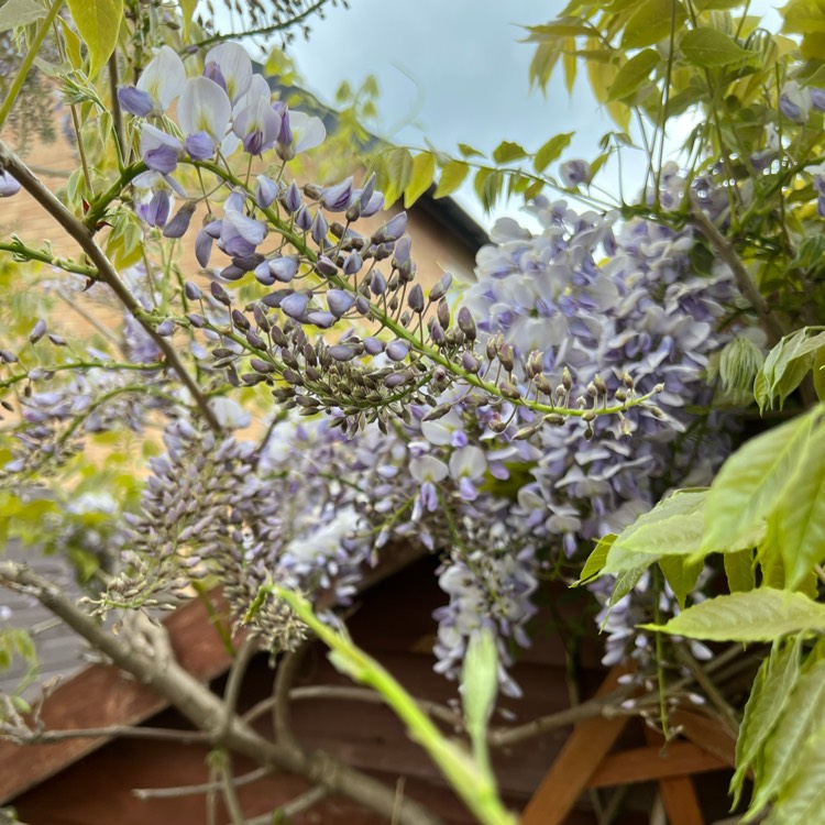 plant image 1583918 plant image 1583918