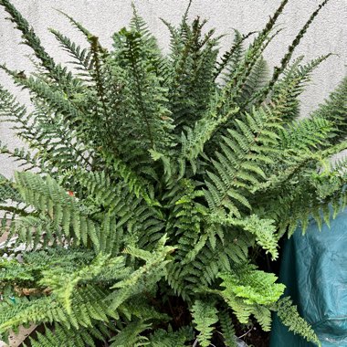 Fern
