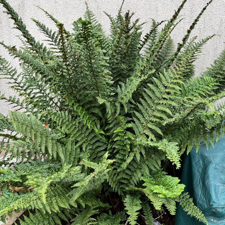 plant image 1614768 plant image 1614768