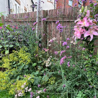 Paul's garden