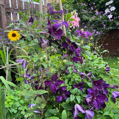 Paul's garden