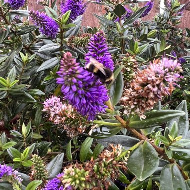 Shrubby Veronica