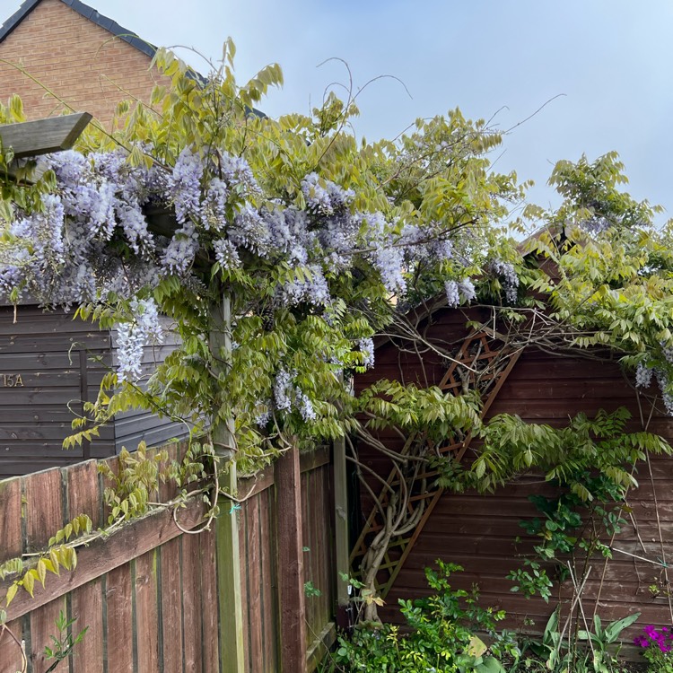 plant image 1665617 plant image 1665617
