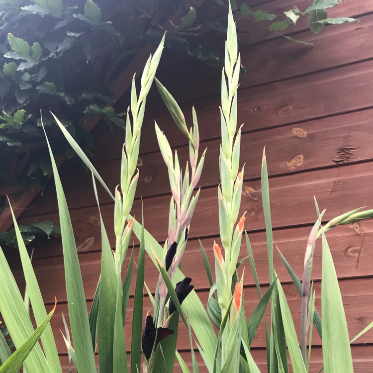 plant image 812412 plant image 812412