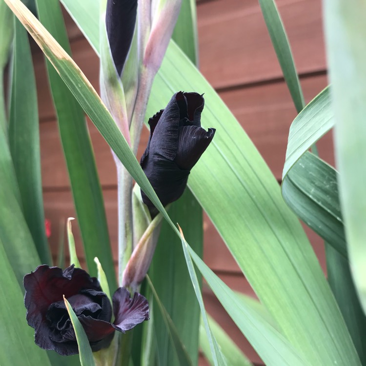 plant image 812413 plant image 812413