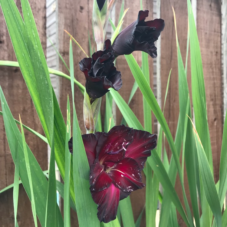 plant image 812414 plant image 812414