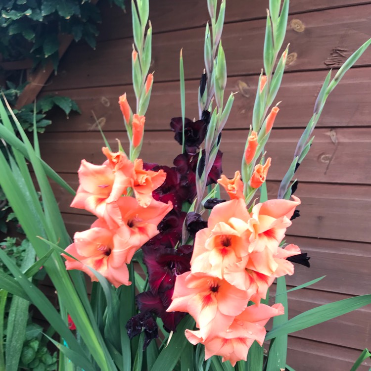 plant image 817165 plant image 817165
