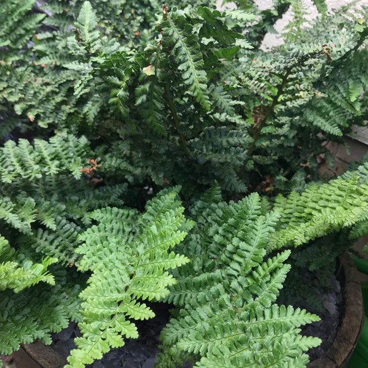 plant image 823642 plant image 823642