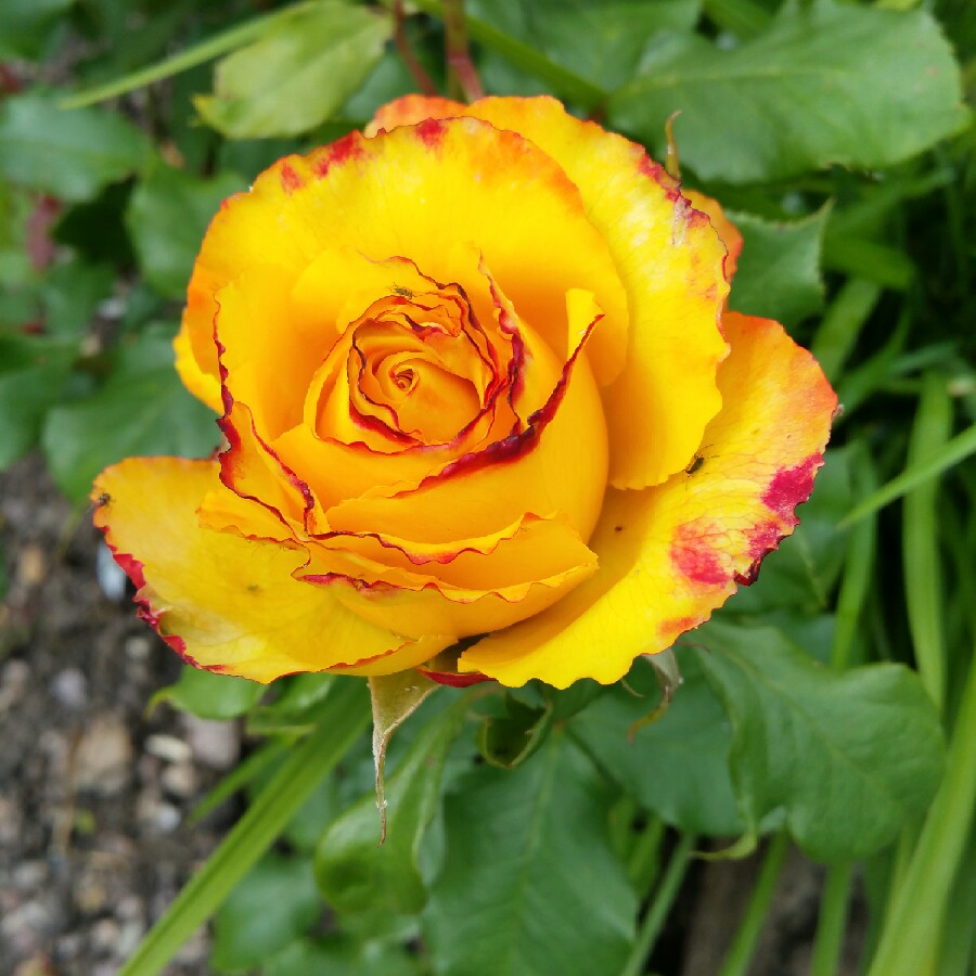 Plant image Geum 'Tequila Sunrise'