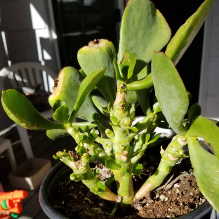 Plant image Cotyledon Hybrid 'Mint Truffles'