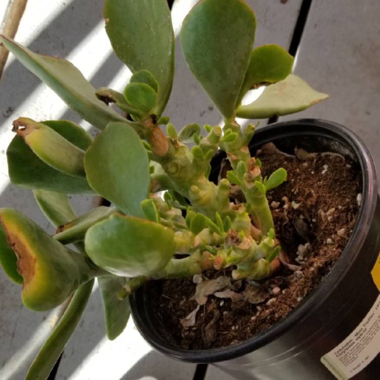Plant image Cotyledon Hybrid 'Mint Truffles'