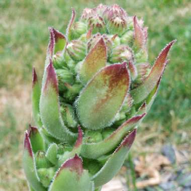 Sempervivum 'Calcareum'