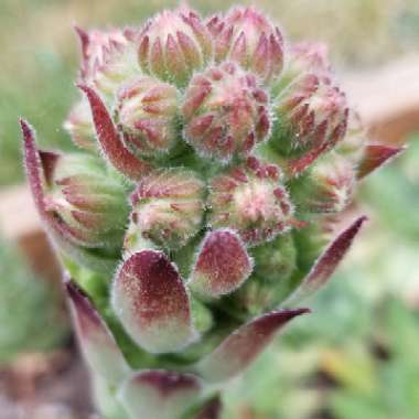Sempervivum 'Calcareum'