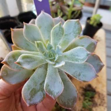 Echeveria 'Morning Beauty'