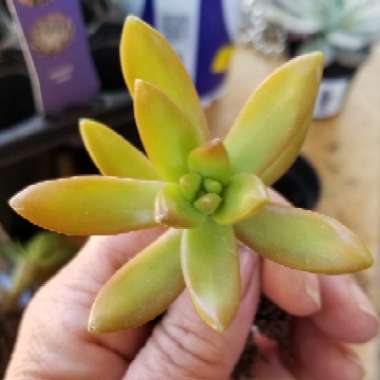 Sedum 'Adolphi'