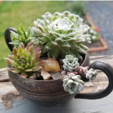 Sempervivum 'Arachnoideum Cobweb'