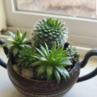 Sempervivum 'Arachnoideum Cobweb'