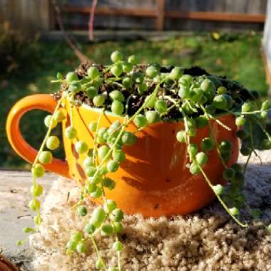 String of Pearls