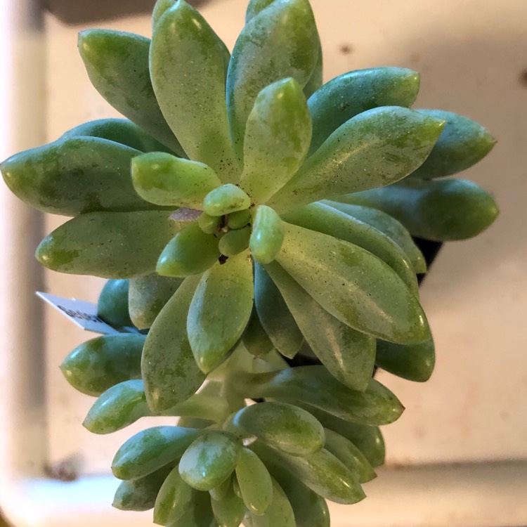 Plant image xSedeveria Hummelii