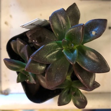Sedeveria 'Sorrento'